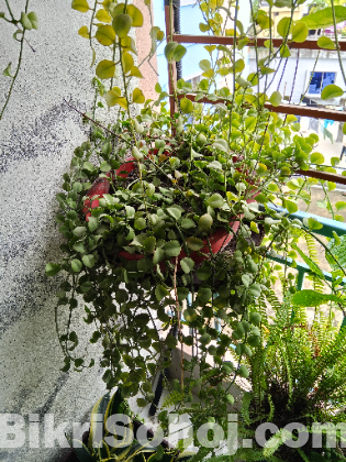 Indoor plants